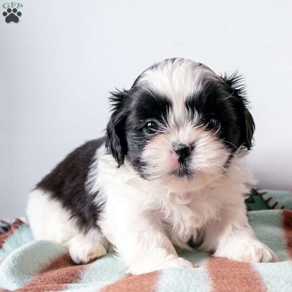 Markey, Shih Tzu Puppy